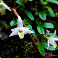 Porpax braccata (Lindl.) Schuit., Y.P.Ng & H.A.Pedersen